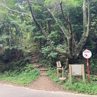 舗装路を横断します。