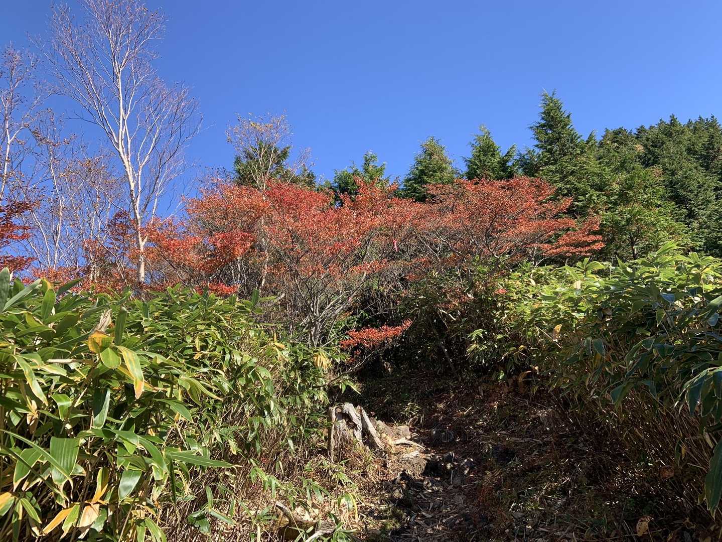 白草山登山口-白草山 周回コースの写真