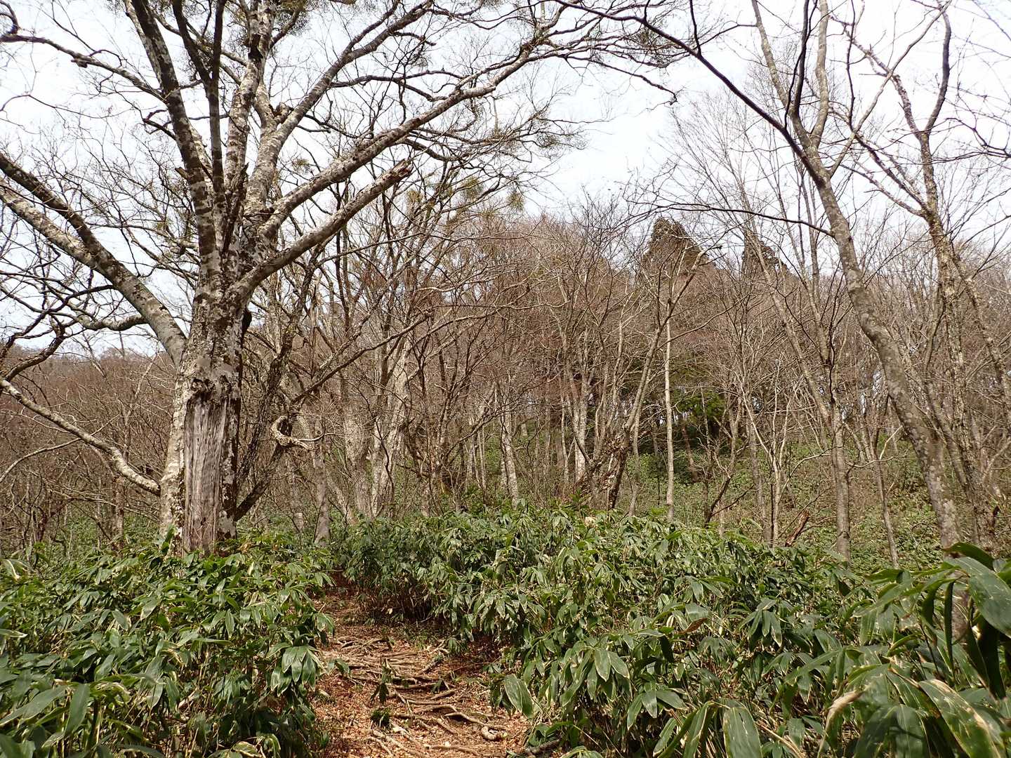 ササとブナ林が増えて来た。