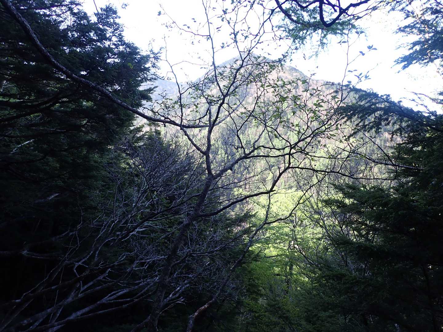 笊ヶ岳登山口-笊ヶ岳 往復コースの写真