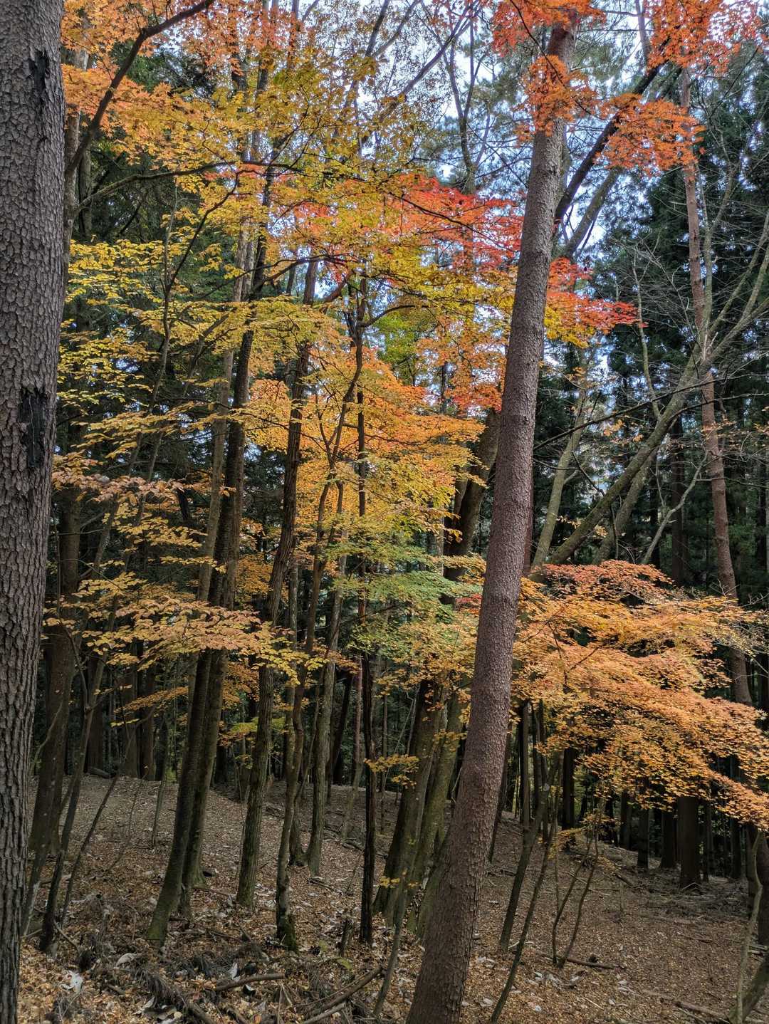 大マテイ山 周回コースの写真