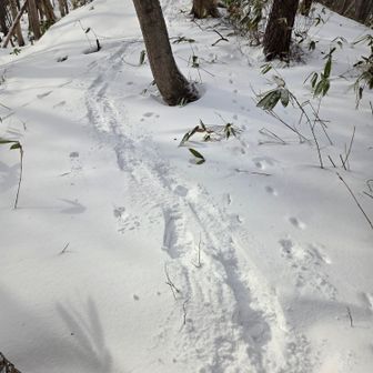 振り返り
パウダースノーの浅いとこ、深いとこ様々