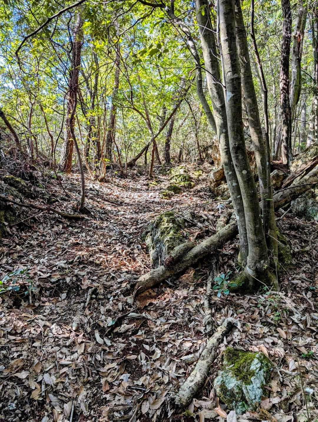黒屋山登山口-黒屋山 往復コースの写真