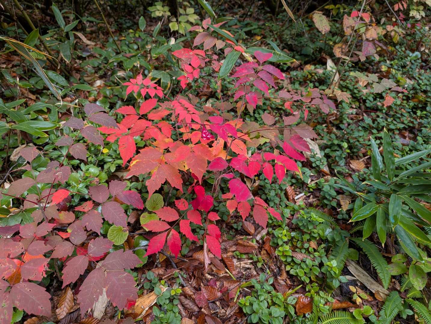 展望台じゃ🍁を感じられなかったから少し歩こうって