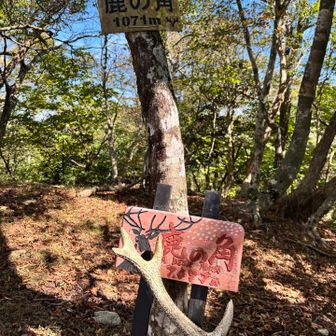 △鹿の角到着
ん？何が？どこが鹿の角⁇