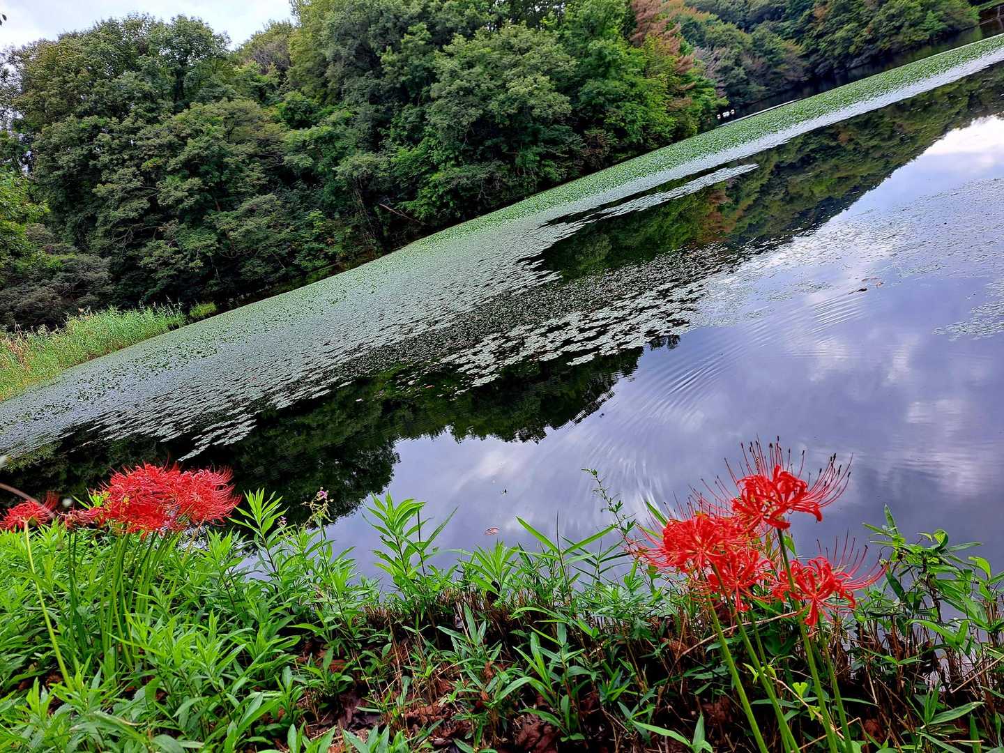 白旗池の景色はいいなー！