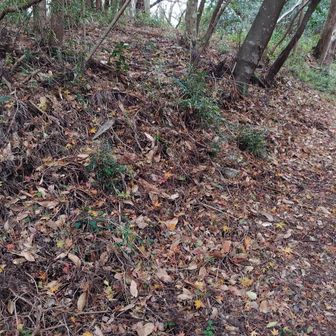 山頂標識も何もないけど
このへんが畑引山らしい