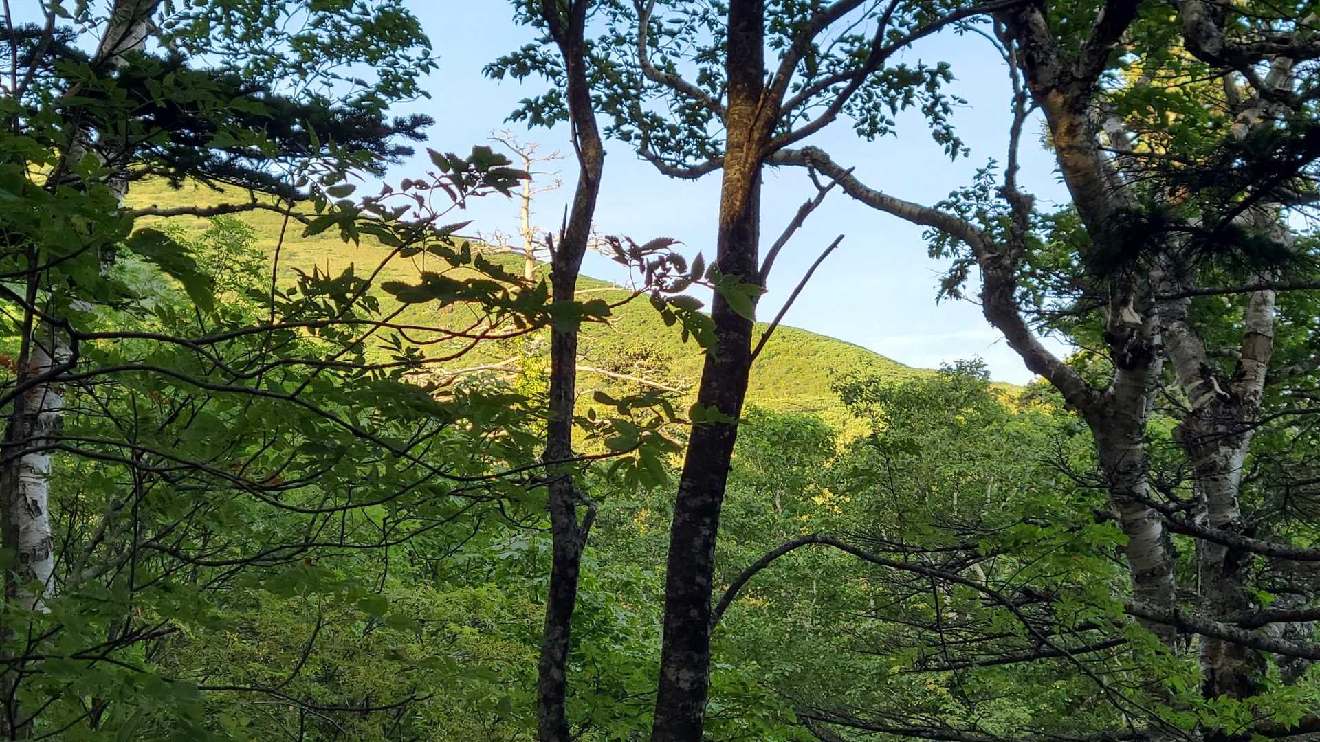 利尻北麓野営場登山口-長官山 往復コースの写真