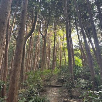 山の日なので登っとこ