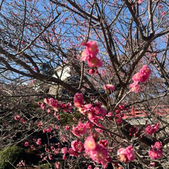 紅梅🌸春が近づいている感じがします
