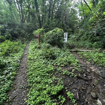 一旦降って小さな沢を渡り登り返し
この先のフェンス沿いの狭い路の「マムシ注意」のたくさんの看板にビビる💦