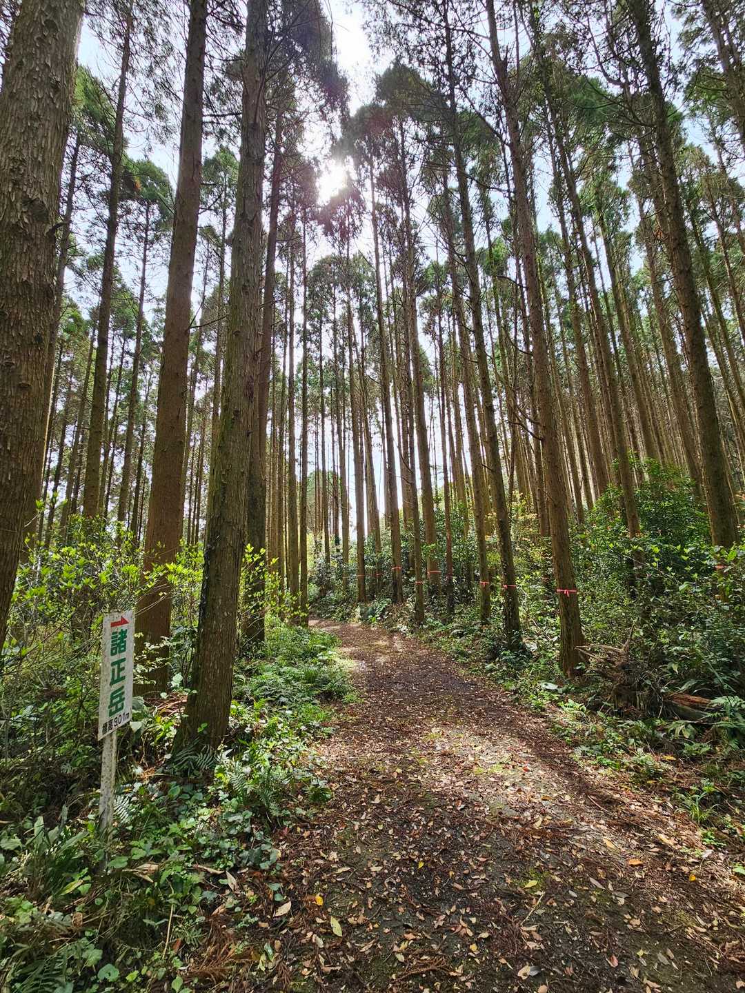森林浴を楽しむ素敵な時間🎵