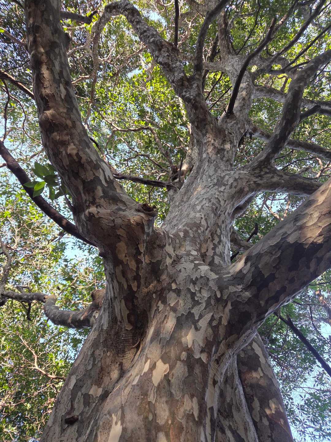 高い木が多いんです🌳