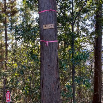高ドッケ
完全に樹林の中