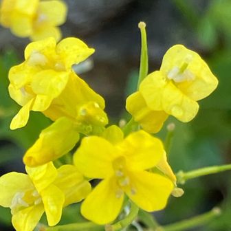 ハルザキヤマガラシ「明るい人」「浄化」「持続性」春に明るい黄色の花を咲かせる姿や、冬を越えて成長する性質に基づいています。