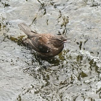 鳴く⚡⚡