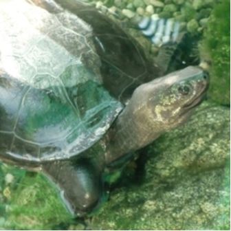 クサガメくんのお散歩