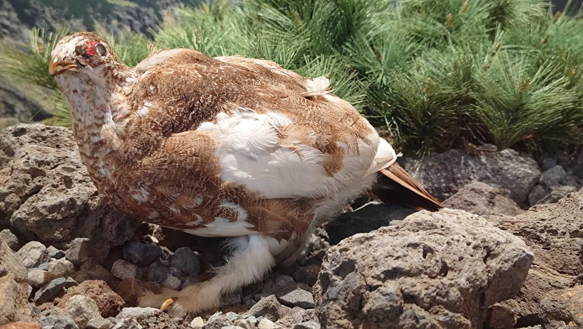 雷鳥可愛い❤