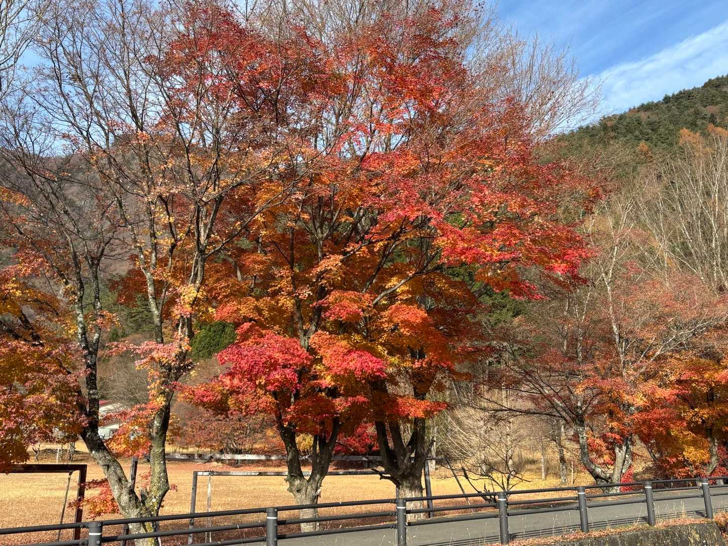 だいぶ散ってたけど、まだまだキレイ🍁