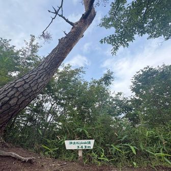 浄土松山山頂🌲
いつも迷う。