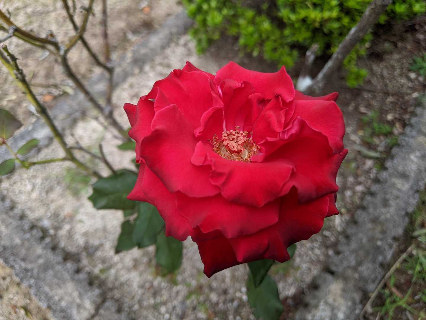 バラ🌹