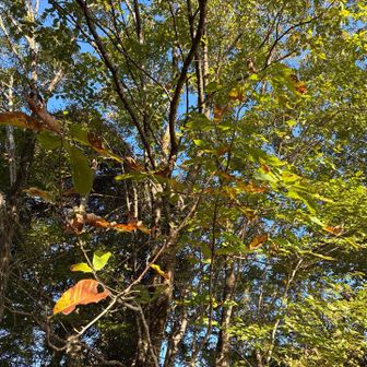 上に眼を向けるとホウノキの葉だけが少し紅葉が🍁
景色も堪能したので、クマと出合わないうちに早々に退散します😅