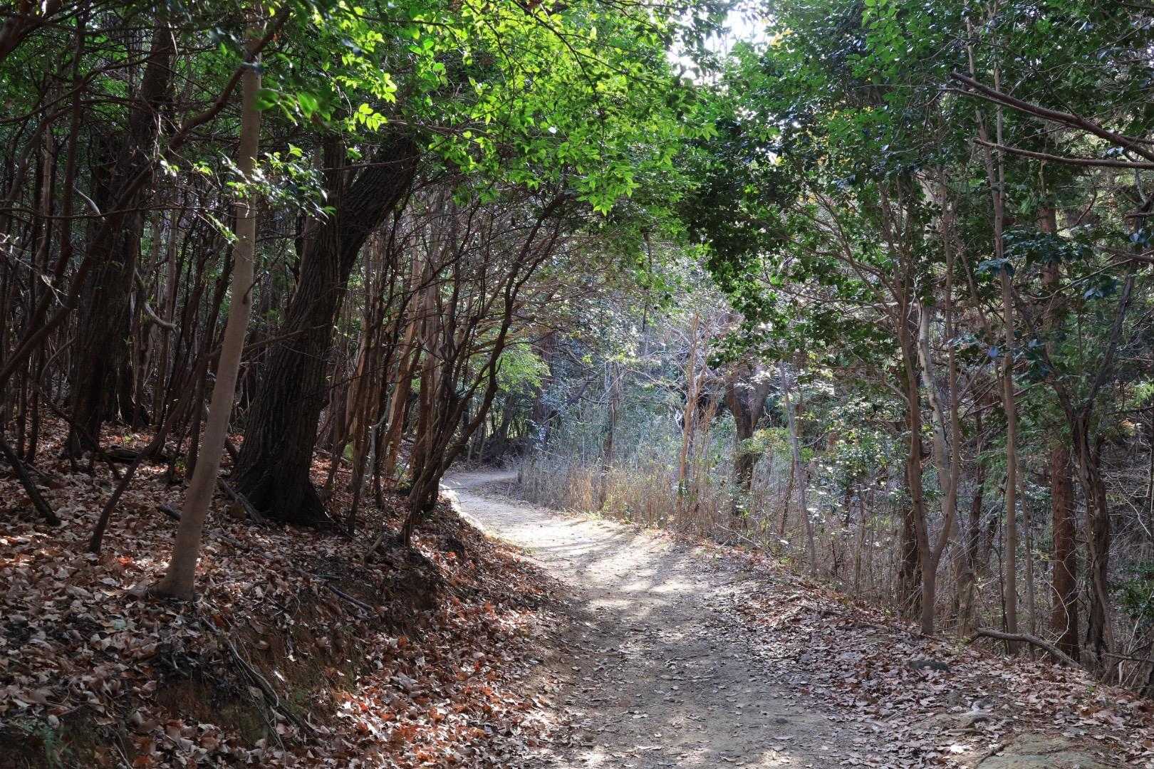 数名の方とすれ違うけど
今日は静かな登山道