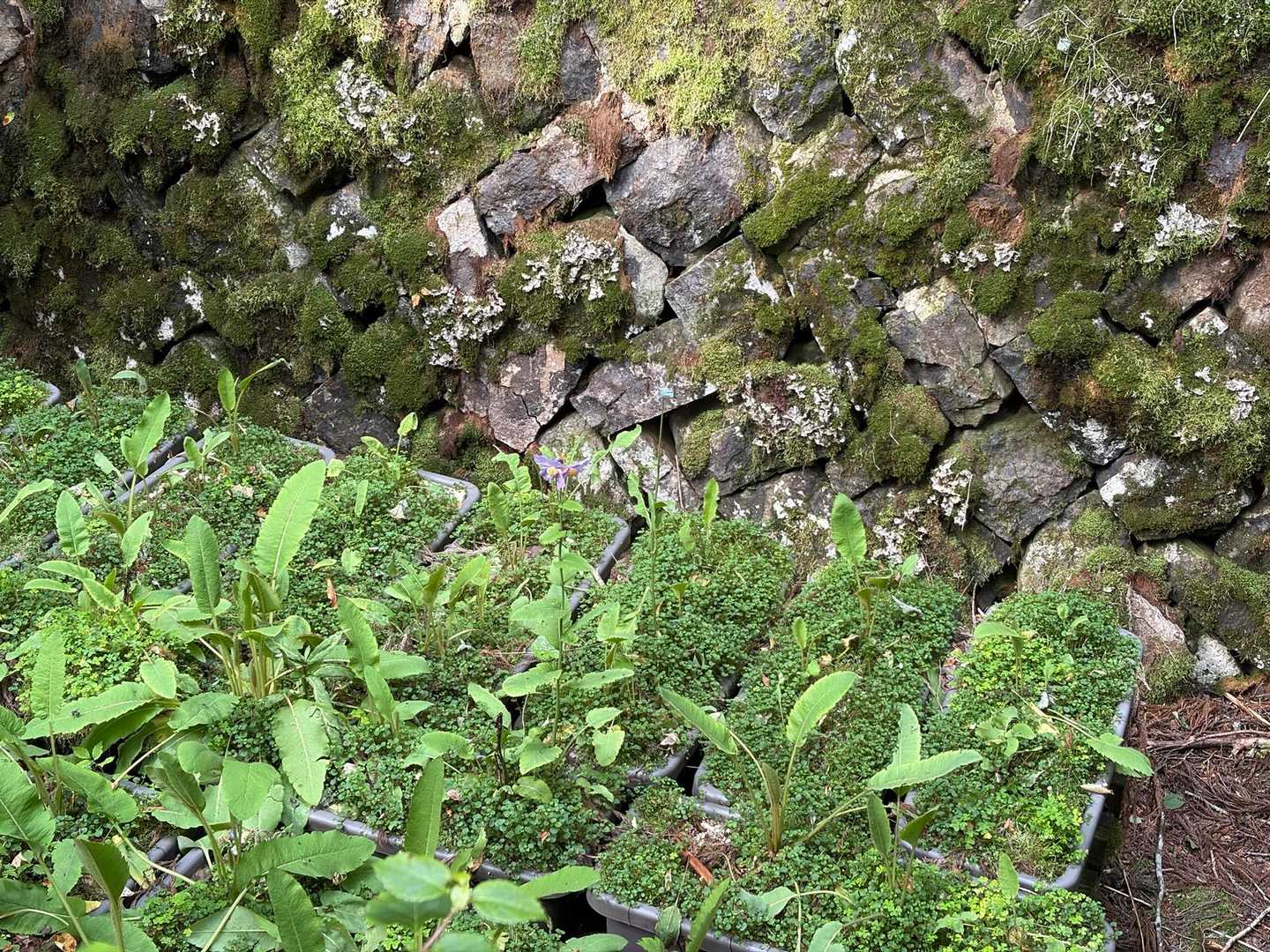 風穴は降りられないから上から覗いて

冷気であたりはヒンヤリ