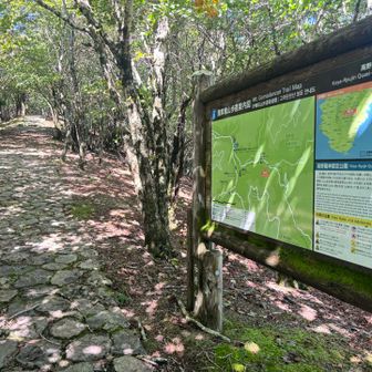 めちゃくちゃ整備された綺麗な登山道。