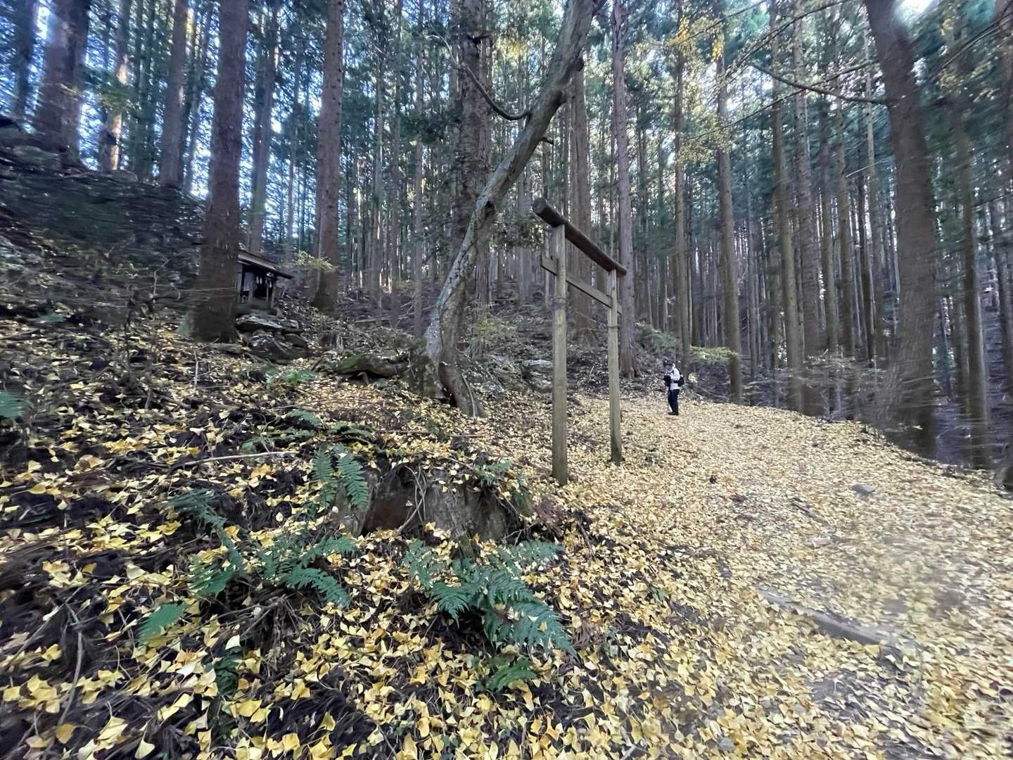 途中イチョウの絨毯が綺麗でした