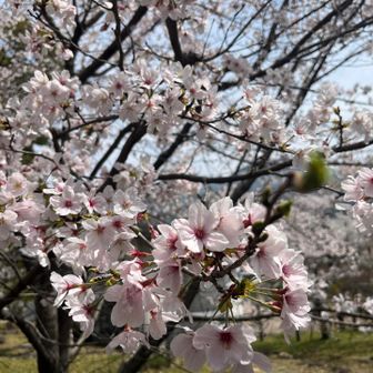ほぼ、満開🌸