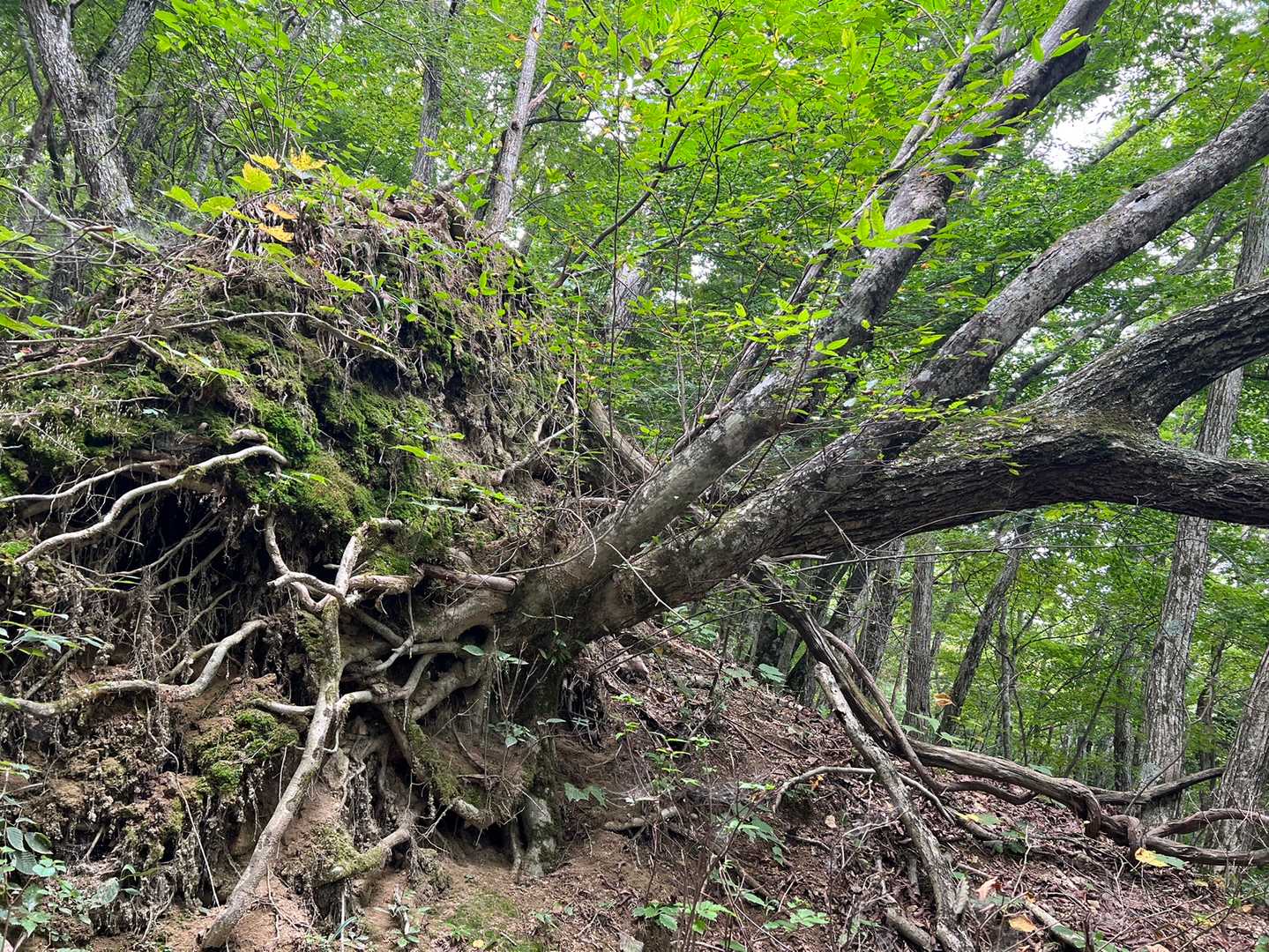 滝戸山登山口-滝戸山 往復コースの写真