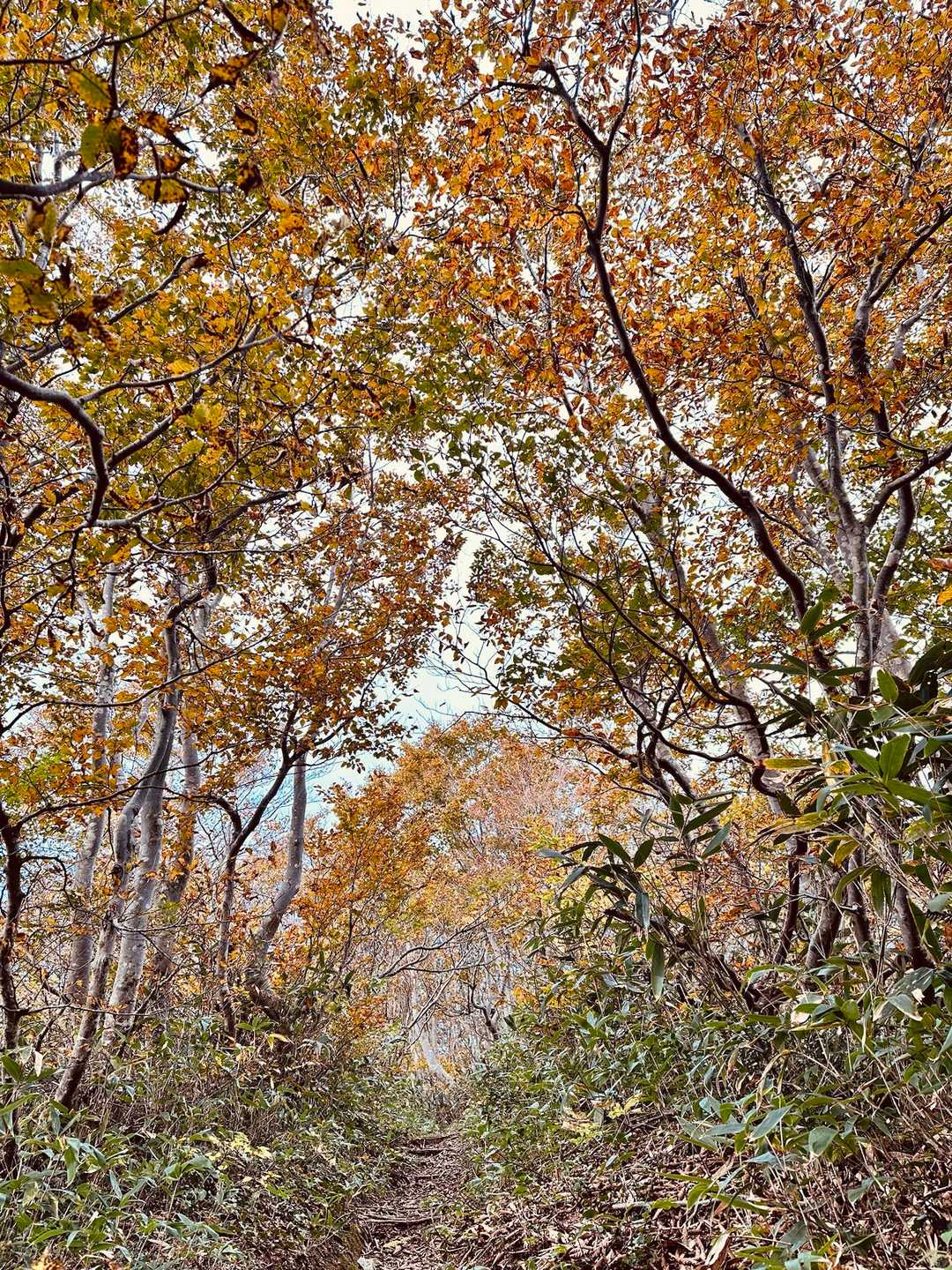 菱ヶ岳（奥村杉菱ヶ岳登山口）＜菱ヶ岳コース＞の写真