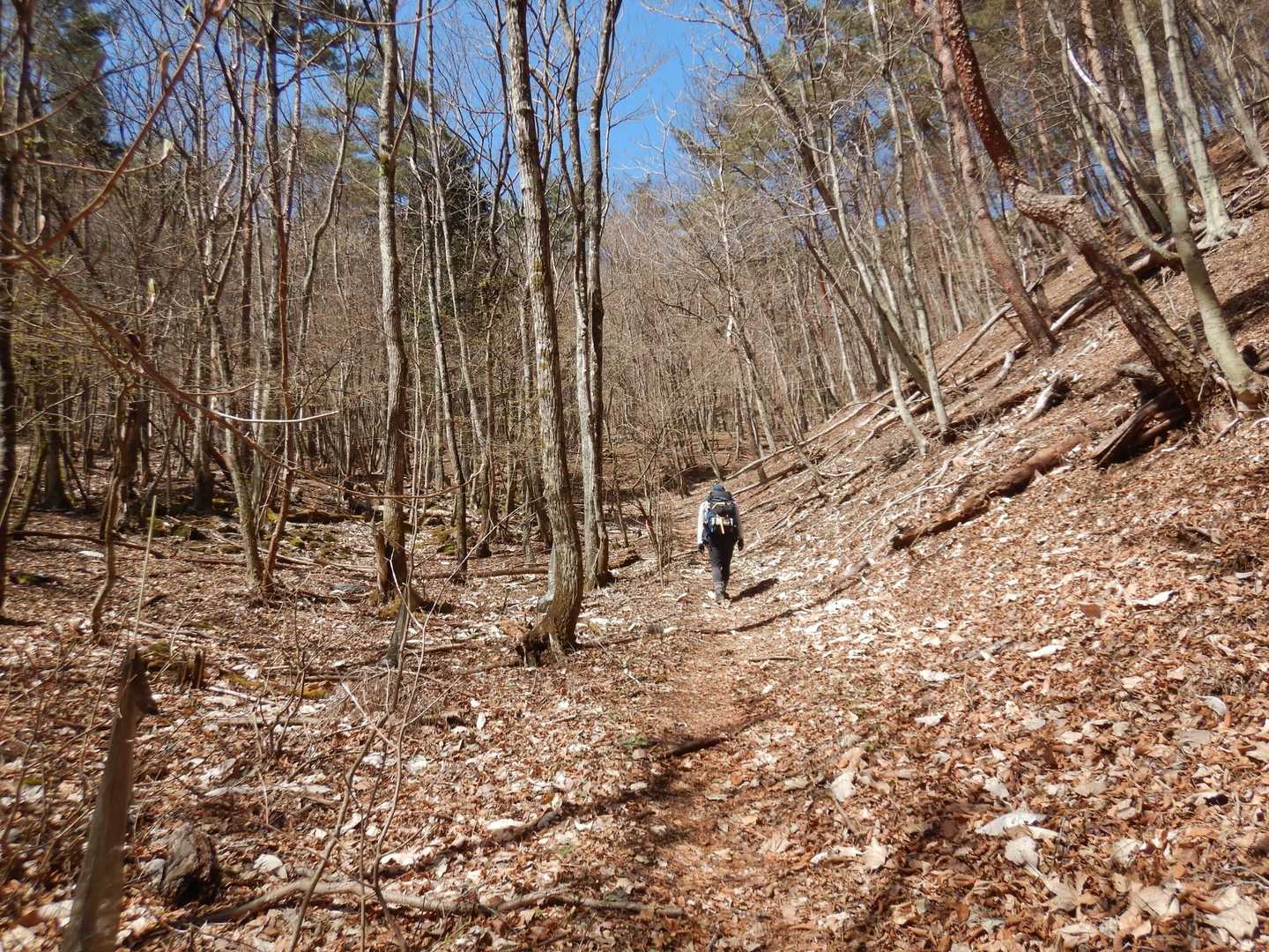 人が少ない登山道です。
誰もいないの好き😂