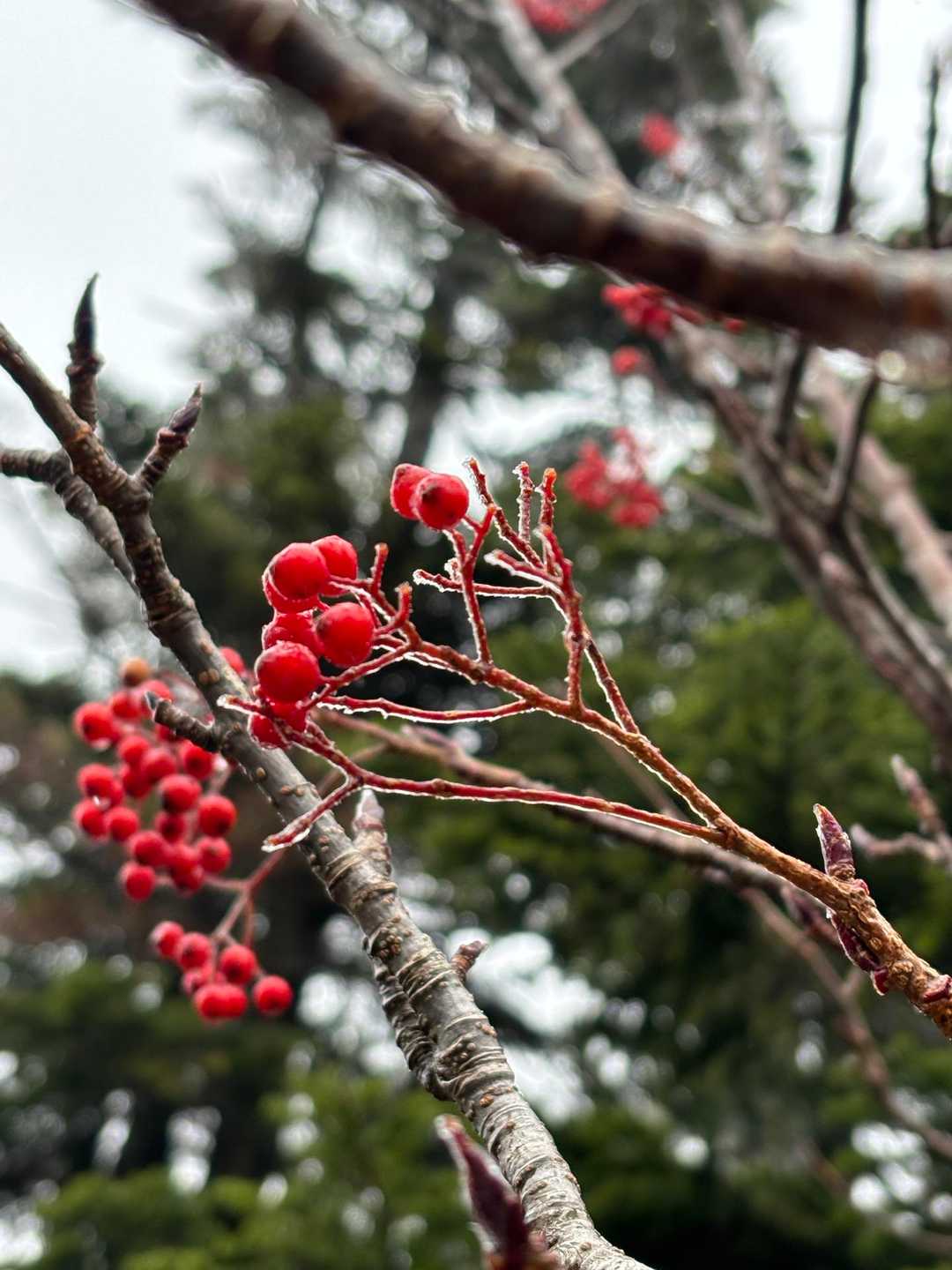 実も凍る寒さです🥶
でも、可愛い