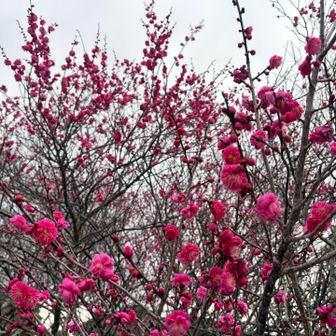 梅の花も結構咲いてる