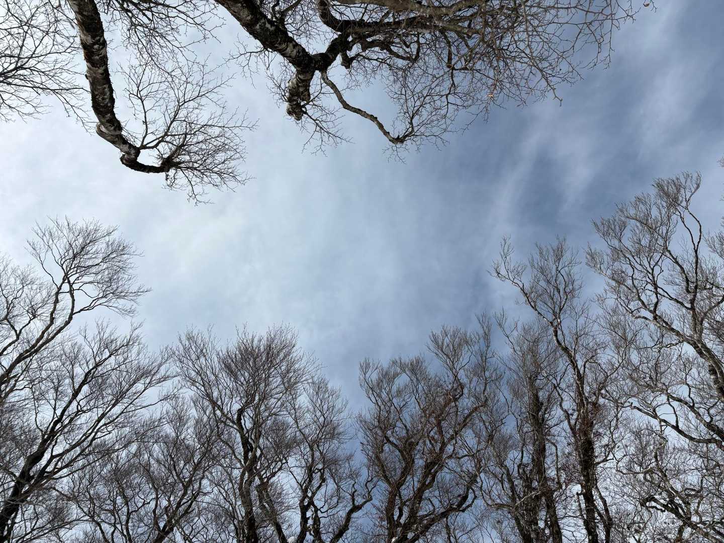 この辺りのブナ林が綺麗です