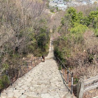 階段456段
下りで良かったです😮‍💨