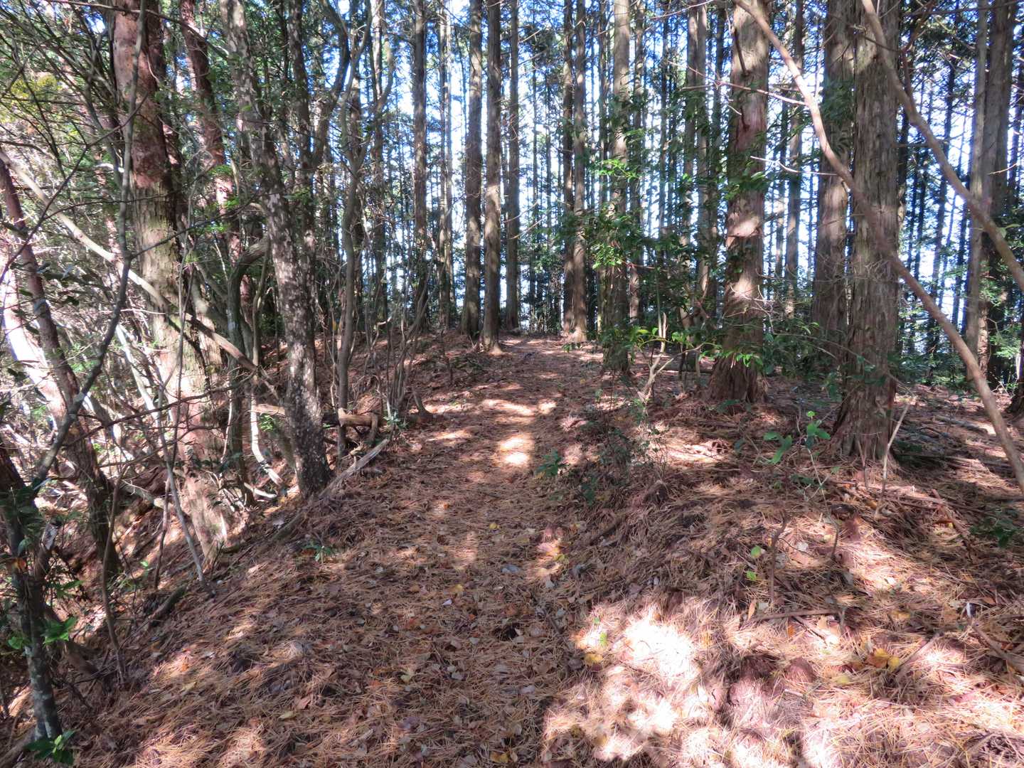 整備がされた気持ちの良い登山道