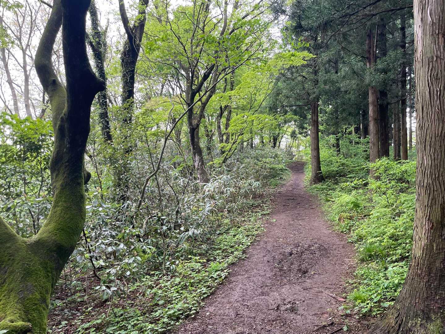 全然　追いつけんけど…
あっ!色っぽい木🌲