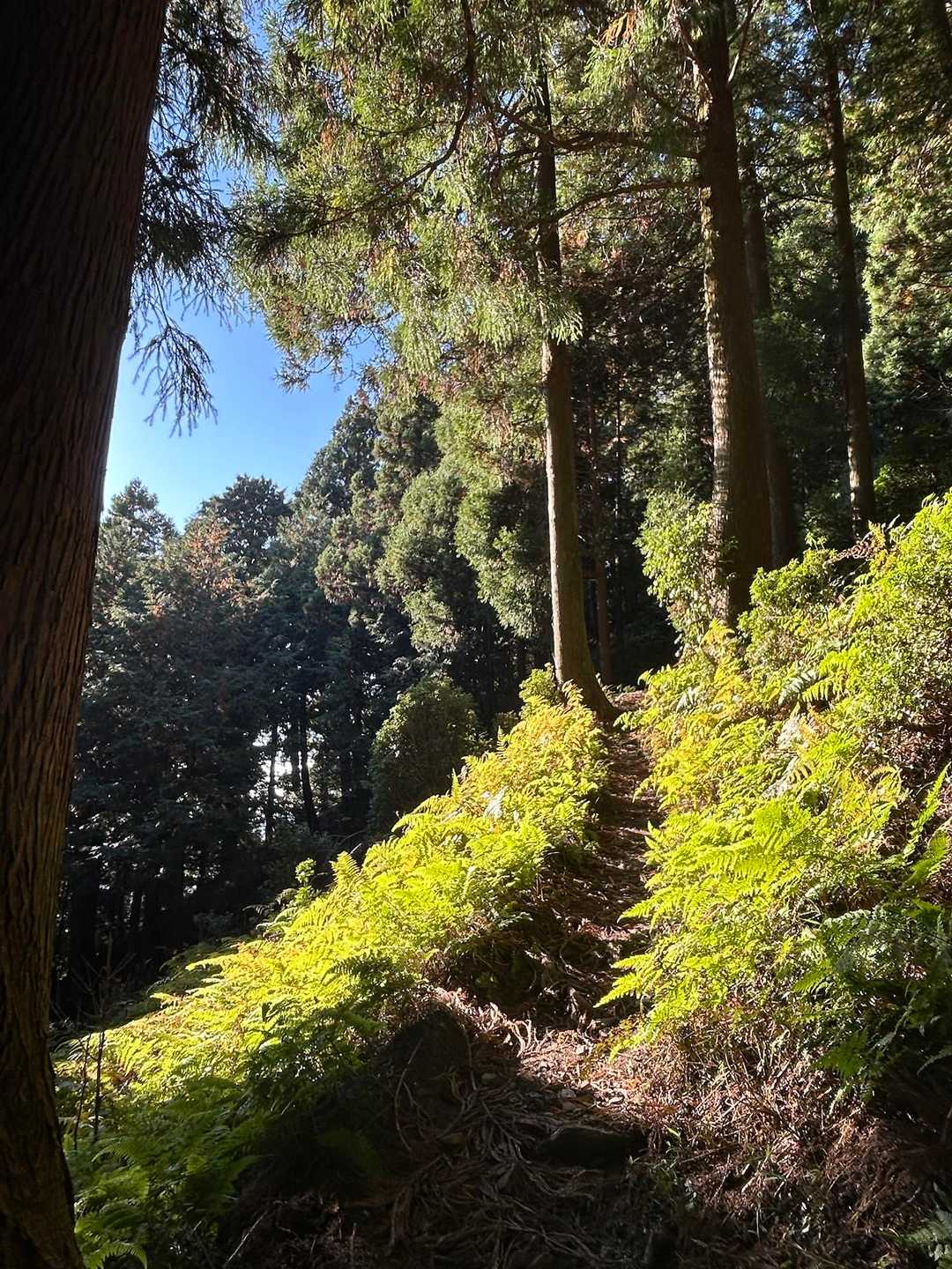 暫くは つづら折れを行く

両脇を固めるMrs グリーンリーフ🍀が
朝日を浴びて煌めいてる✨️
