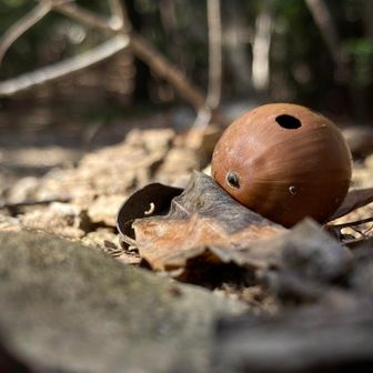 アパート発見！

賞与の度にマクロレンズ入手の
許可をかみさんに取っているのですが・・
（何度も許可はおりています💦）
スマホのズームだけでも
何とか行けしまうのと

ちょー　ローアングルは
スマホの方が上かなぁ・・

踏み切れない💦

