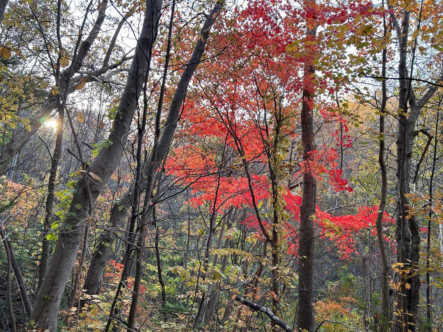 いい紅葉🍁だ