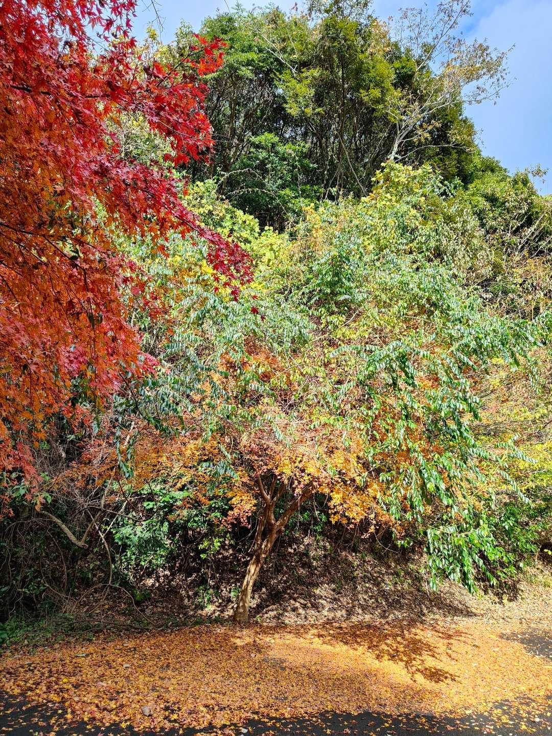 緑の木がツルのように枝を伸ばして黄色いもみじに覆いかぶさっている💦
窮屈そう😣
緑の木、剪定したい