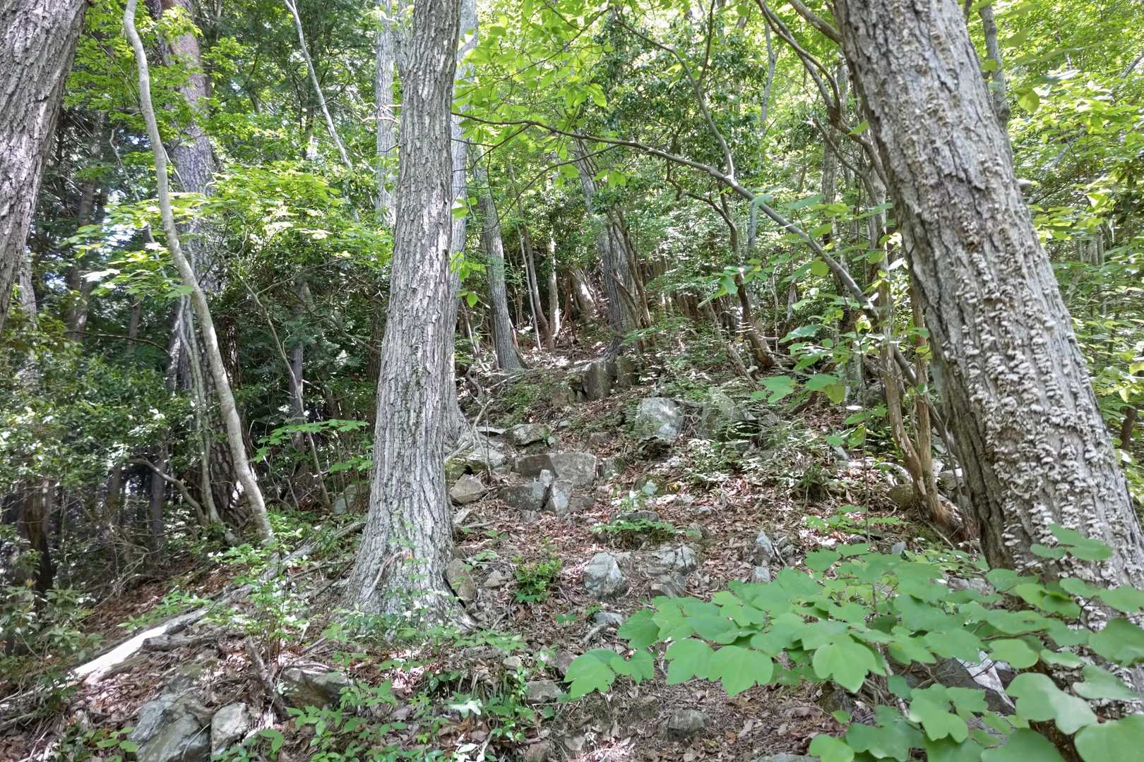 小五郎山登り口-小五郎山 往復コースの写真