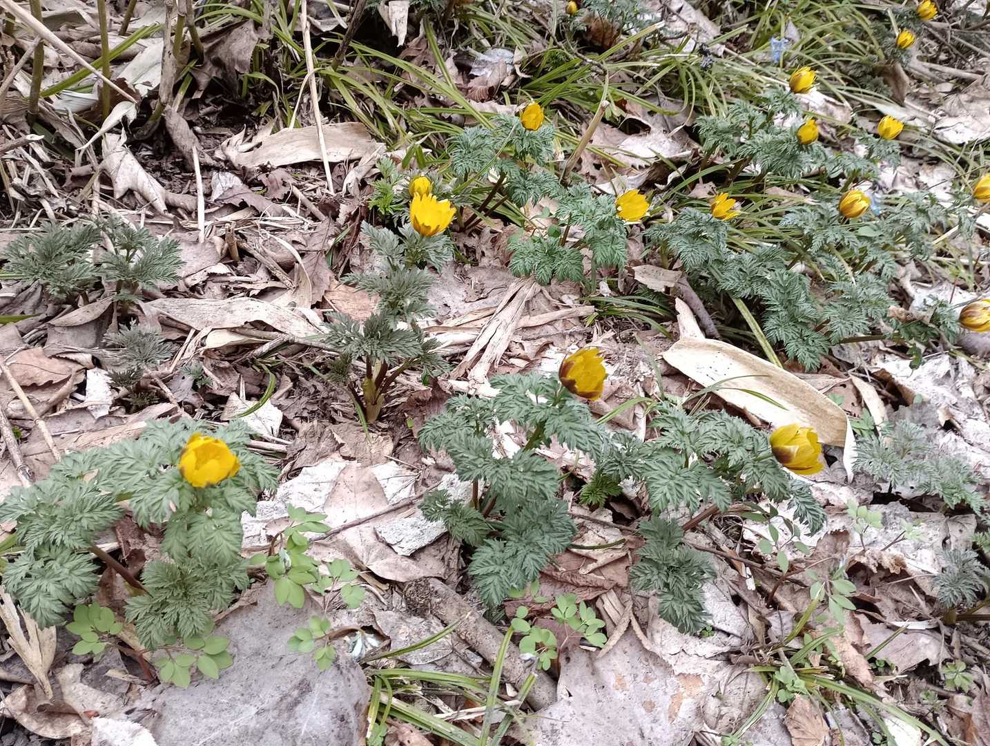 春を呼ぶ福寿草