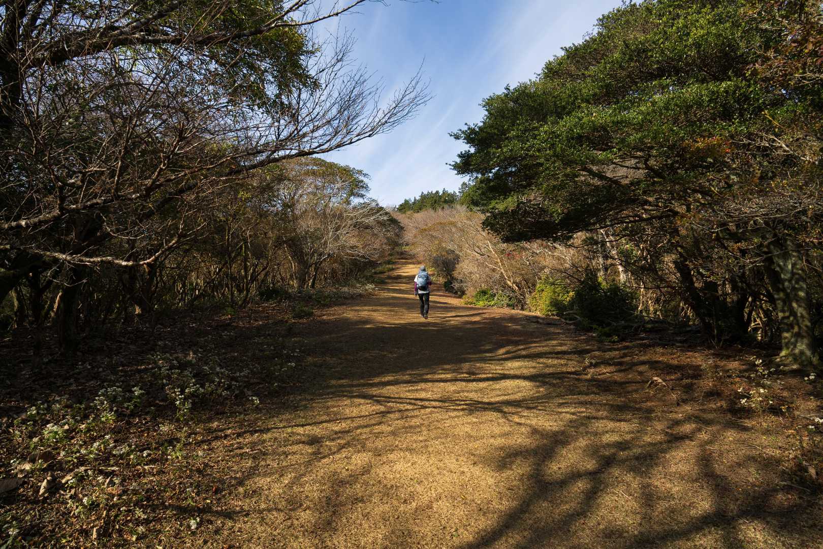 芝の登山道というのも珍しい