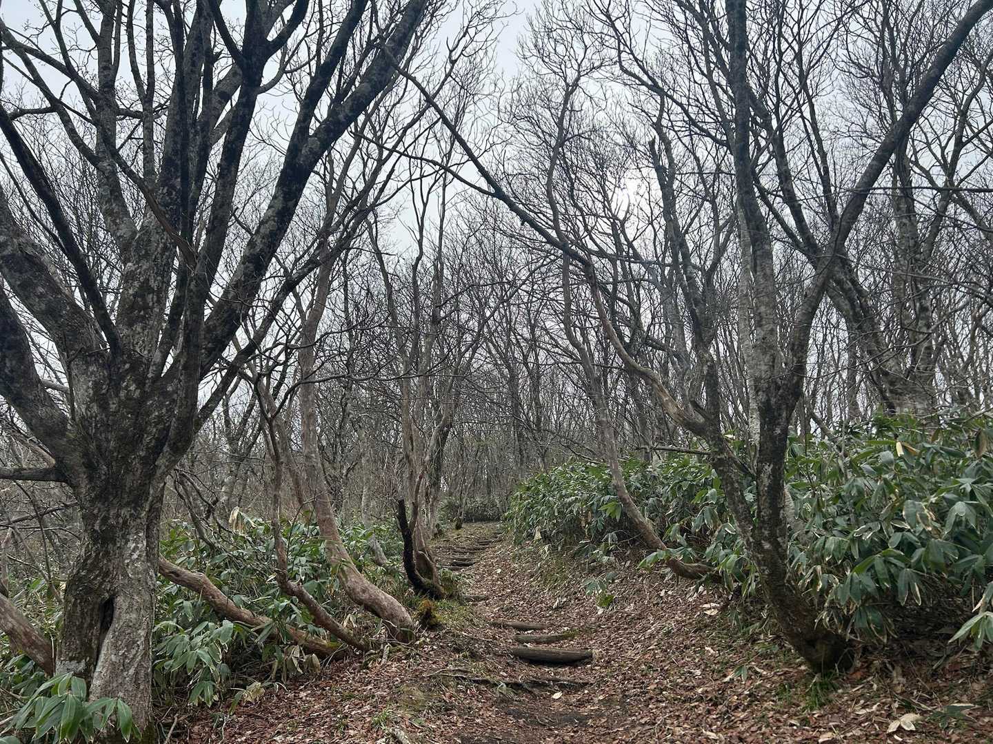 鳥上滝コース登山口-船通山-亀石コース登山口 周回コースの写真
