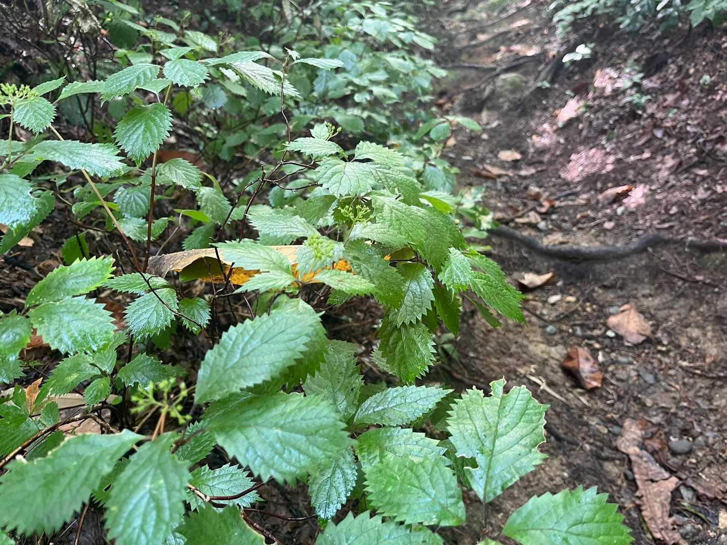 朝露じゃなくて昨日の雨でじっとりっぽい💧