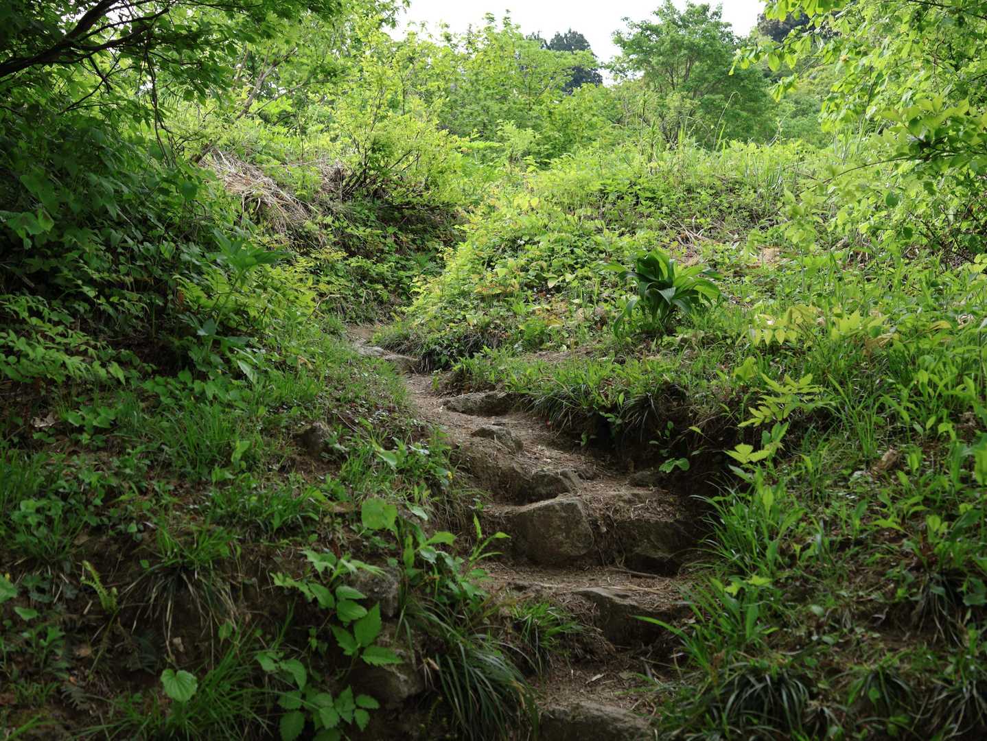 鋸山という名前どおりギザギザした山容なのだそうですが、コースには目立ったギザギザ感は無いです。ララバイ歌わなくて良いです。
